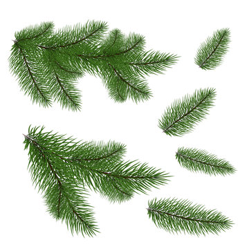 Set: fir branches. Fir tree branches for decoration. Drawing. Isolated on white background without shadow. close-up.