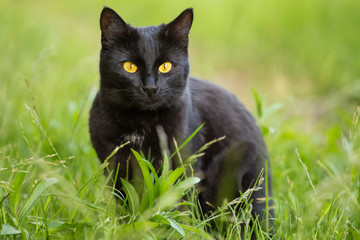 Beautiful bombay black cat portrait with yellow eyes and attentive look in green grass in nature - Powered by Adobe