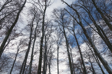 Winter landscape and blue sky 5