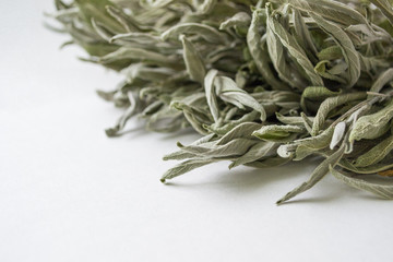 The dry grass of the sage on a white background looks from the side. Salvia officinalis.