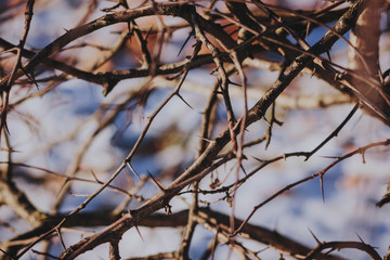 Branches with spines