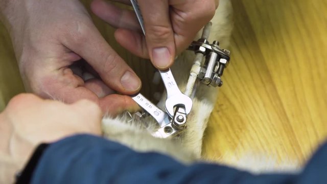 Veterinarian makes adjustments Dog with broken paw with External ring fixation technique in orthopedic medicine in veterinary clinic. Dog and Broken leg with metal fixator, External Fixation Ilizarov