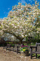  Magnolia Tree with Blooming Flowers during Springtime in Englis