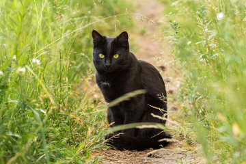 Beautiful black bombay cat with yellow eyes sits outdoors in green grass