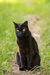 Naklejka na ściany i meble Black bombay cat with yellow eyes sits outdoors in nature