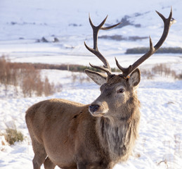 Winter Stag