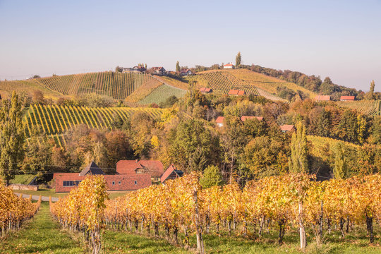 idyllische Weinberge im Herbst