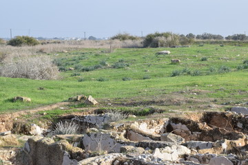 spring field Cyprus