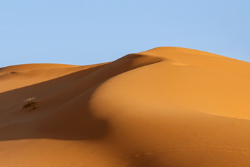 Fototapeta na wymiar golden sand dune with blue sky in Sahara desert