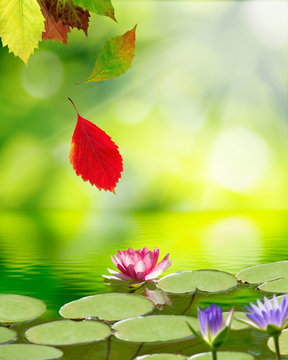 lotus flower on the water