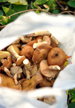 mushrooms in a bag