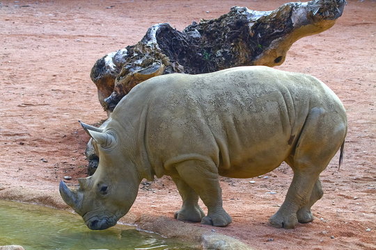 Rinoceronte Rhino Rhinoceros