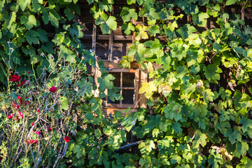 Naklejka na ściany i meble verwachsenes Fenster von altem, hölzernem Bauernhaus