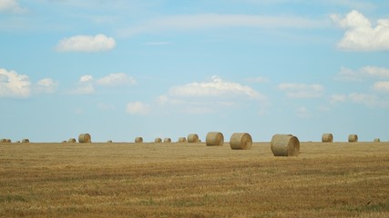 Fototapeta premium Bales of hay in the yellow field of wheat. Field and blue clear sky