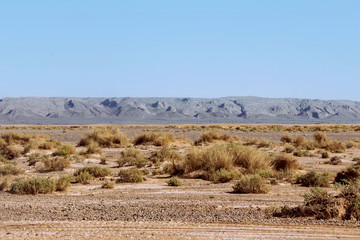 Naklejka premium bushes growing in sahara desert