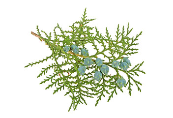 Twig of thuja on white background