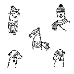 Vector illustration. Cute character lama