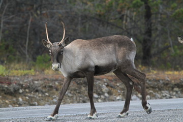 wild caribou on road in northern territories, canada