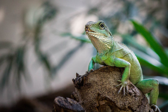 Chinese Wateragame or Physignathus cocincinus sitting on a log