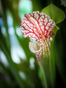 Close up with shallow DOF of a Sarracenia species, commonly known as Trumpet Pitcher. This carnivorous plant attracts insect prey with nectar secretions