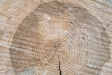 Naklejka premium The structure of the tree on the cross-section