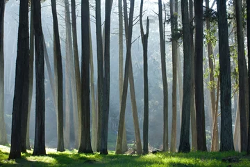 Fotobehang San Francisco Presidio Cypress Trees © mina
