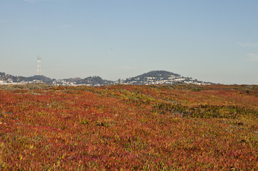 California landscape