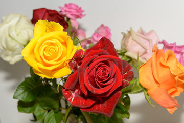 Rote und gelbe Rosen 