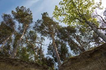 Trees on a steep slope