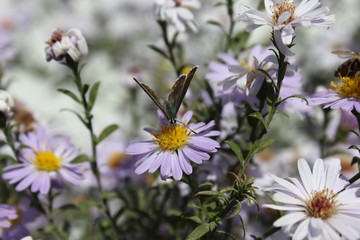 A butterfly collects nectar from a flower.