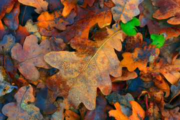 Autumn oak leafage