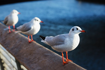 Young seagulls on sitting on the bridge, Dublin, Ireland 