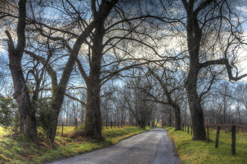 A long narrow road in Cades Cove surrounded with the bare trees of winter.