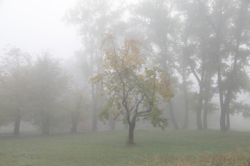 Obraz na płótnie Canvas Misty autumn morning