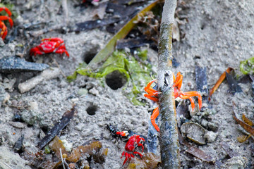 Orange (Uca splendida) and Red (Uca crassipes) Fiddler Crabs crawling and climbing the Mangrove Forest