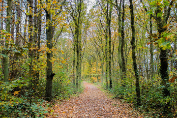 Path running through a forest