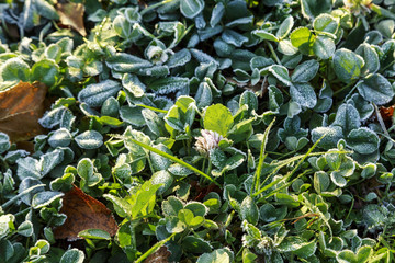 Beautiful colorful fall leaves on a forest floor