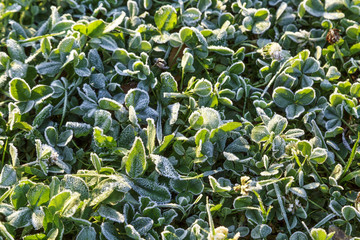 Beautiful colorful fall leaves on a forest floor