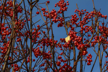Red ashberry on an autumn tree
