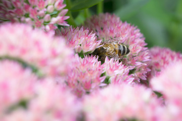 Close up macro shot of a bumblebee on a blooming Pink Yarrow plant. Shallow depth of field.