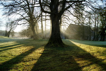 Sunrise behind an old oak in an ancient Medieval garden with shadows on green grass ground