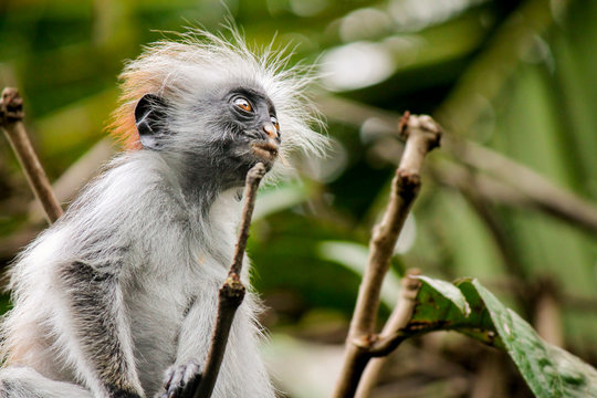 The Zanzibar Red Colobus - Scientific name: Procolobus kirkii. Roughly only 2000 individuals of this endangered species, endemic to Unguja, exist