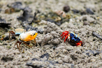 Two different species of colorful Fiddler Crabs, Uca jocelynae and Uca crassipes getting ready for combat