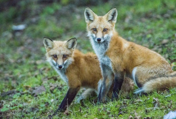 Two wild Red Fox stare at the camera.