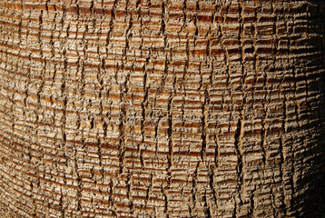 Background Texture A Close Up of the Bark of a Palm Tree
