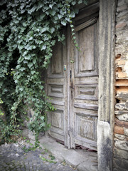 Beautiful old wooden door under ivy bush.