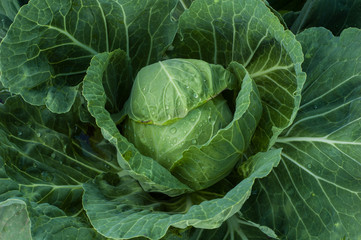Fototapeta premium Usual cabbage that grows in the garden, close-up.