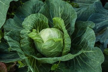 Usual cabbage that grows in the garden, close-up.