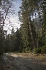 Fototapeta na wymiar Хвойный лес, высокие деревья, живописная поляна в лесу, Дикая природа Северного Кавказа