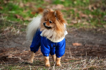 The cute German spitz dog in the blue sweater walking on the park with owner.